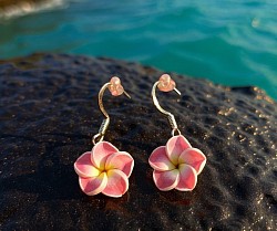 Beautiful little plumerias